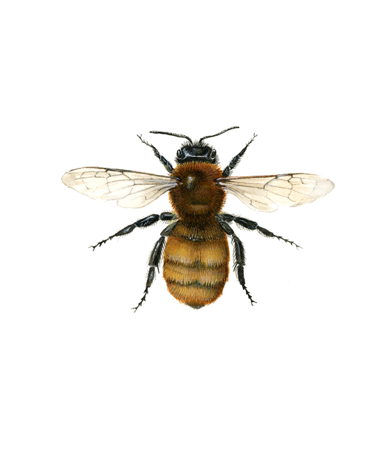 Andrena fulva